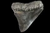 Juvenile Megalodon Tooth - Georgia #75259-1